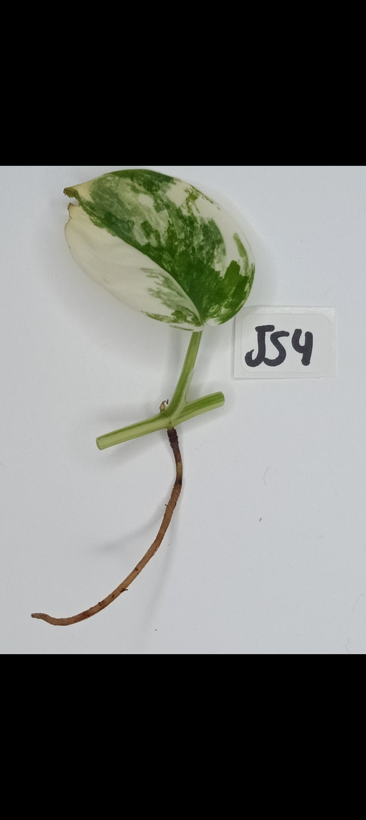 Jade Satin Variegated Unrooted Cutting #JS4 Auction Alex Bauer