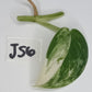 Jade Satin Variegated Unrooted Cutting #JS6