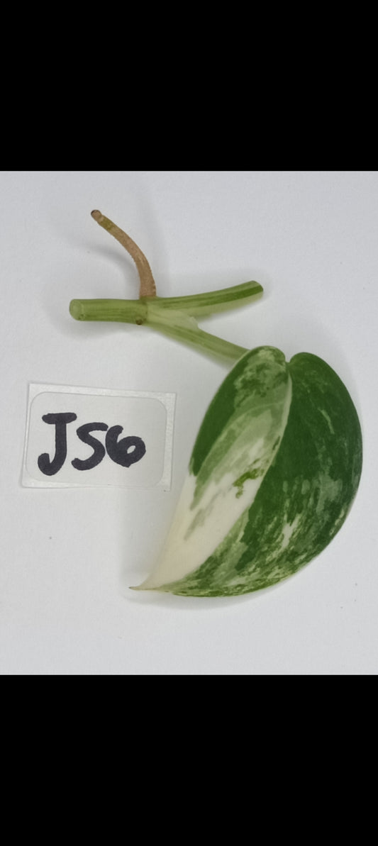 Jade Satin Variegated Unrooted Cutting #JS6