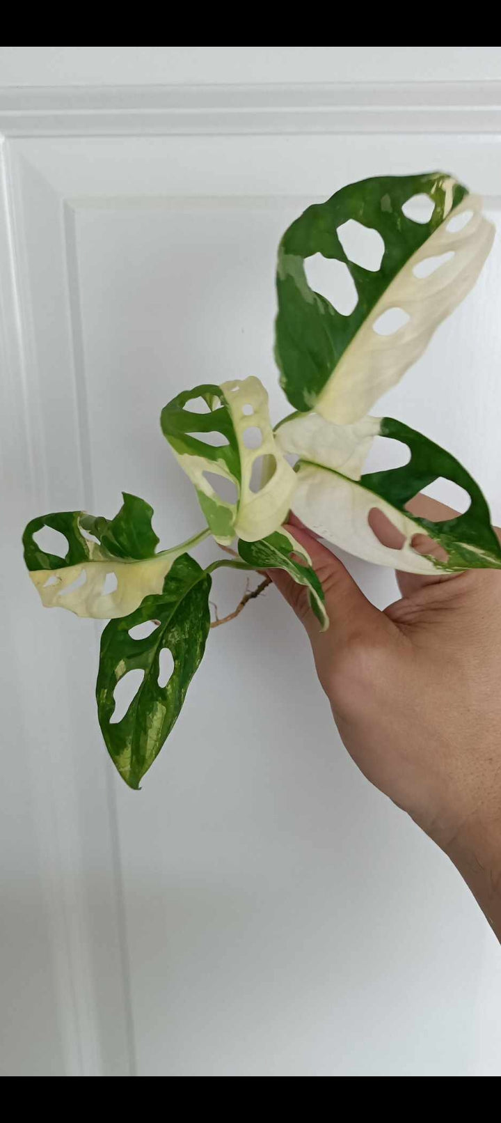 Adansonii Albo Reserved for Linda L. Mader