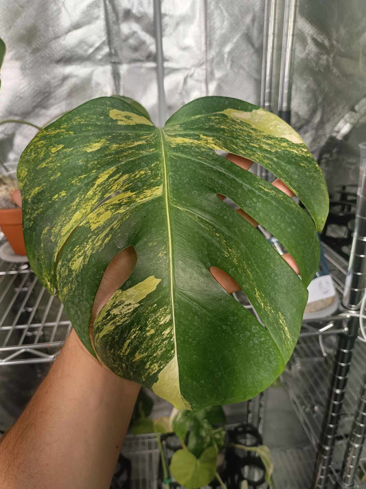M. Aurea Mid Cut Tazhiana Campbell