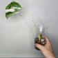 Monstera Albo Rooted Cutting 005 Anna Creazzo-Gray