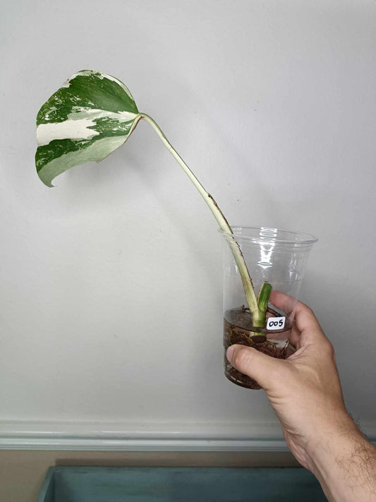 Monstera Albo Rooted Cutting 005 Anna Creazzo-Gray
