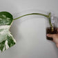 Monstera Albo Rooted Cutting 019 Logan Gordon