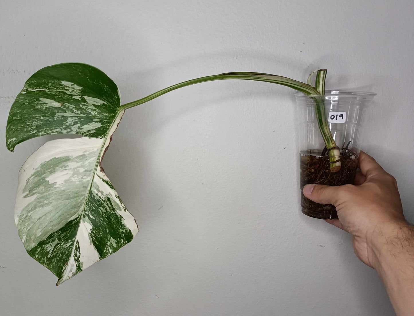 Monstera Albo Rooted Cutting 019 Logan Gordon