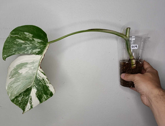 Monstera Albo Rooted Cutting 019 Logan Gordon