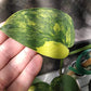 Alocasia Dragon Scale Variegated DSV10 + Jade Satin Aurea cutting RESERVED for Maya Morales