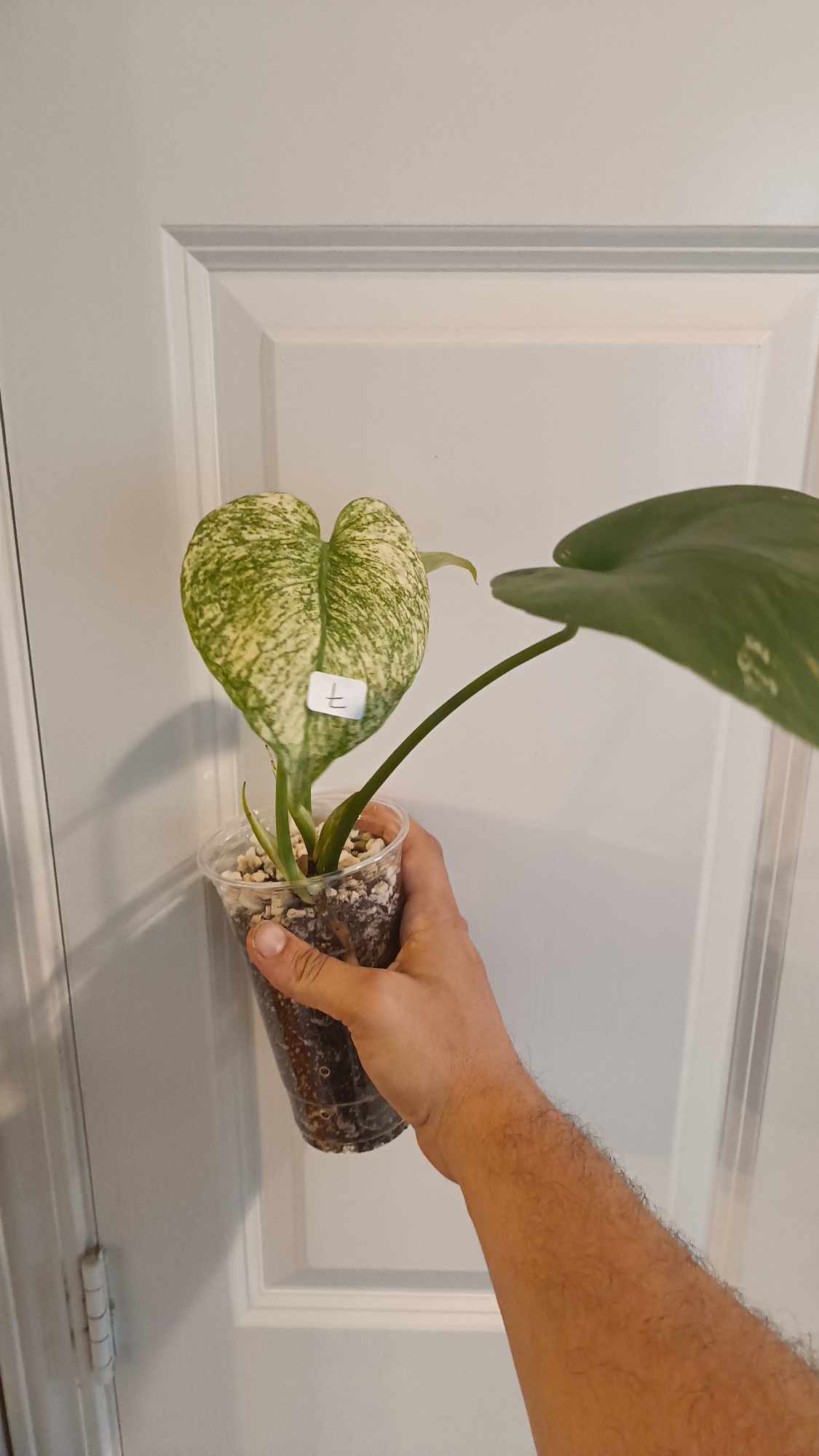 R. Tetrasperma #10 & white monster #7 reserved for Leslie Esquivel