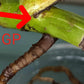 Monstera Albo Rooted Cutting 003 Kristin Molinaro