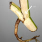 Monstera Albo Rooted Cutting 008 Laura Martin