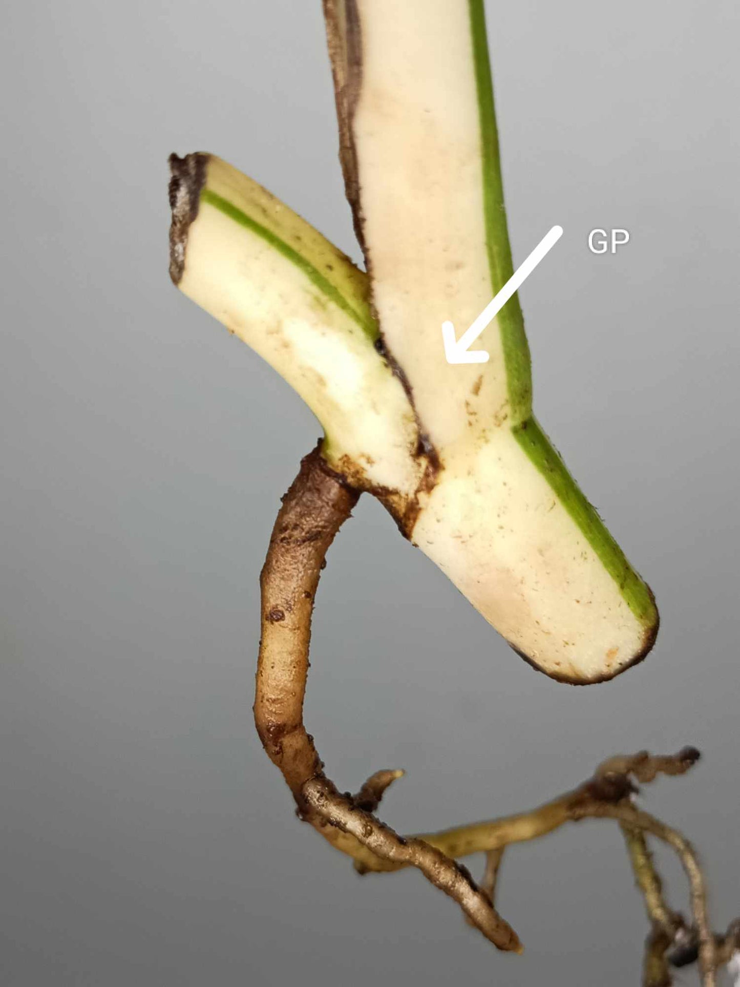 Monstera Albo Rooted Cutting 008 Laura Martin
