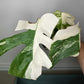 Monstera Albo Rooted Cutting 0013 Kristen Swilley Jones