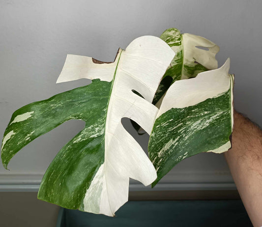 Monstera Albo Rooted Cutting 0013 Kristen Swilley Jones