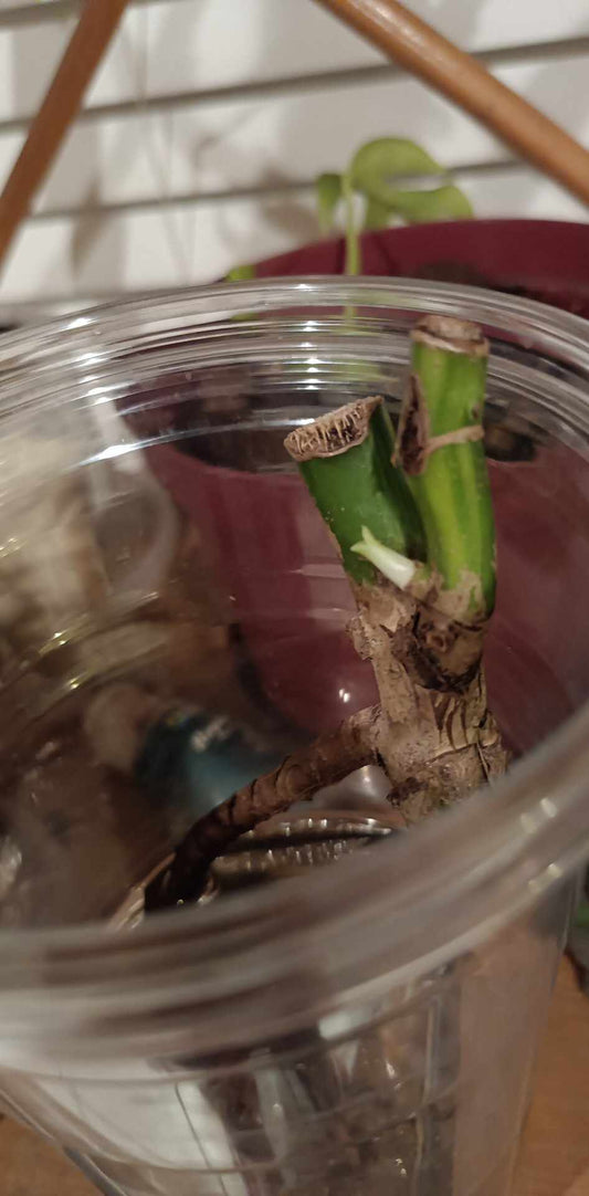 M. Aurea node reserved Alicia Earnest