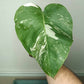 Monstera Albo Rooted Cutting 004 Danielle Price