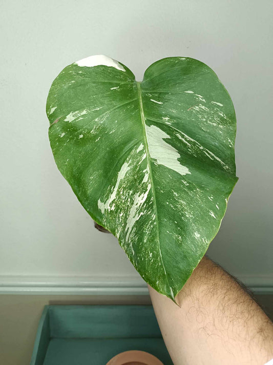 Monstera Albo Rooted Cutting 004 Danielle Price