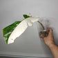 Monstera Albo Rooted Cutting 008 Laura Martin