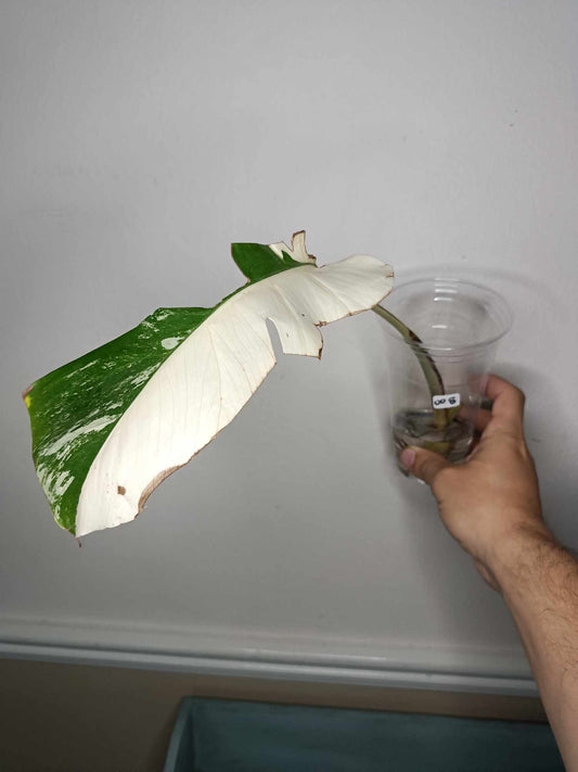 Monstera Albo Rooted Cutting 008 Laura Martin