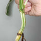 Monstera Albo Rooted Cutting 019 Logan Gordon