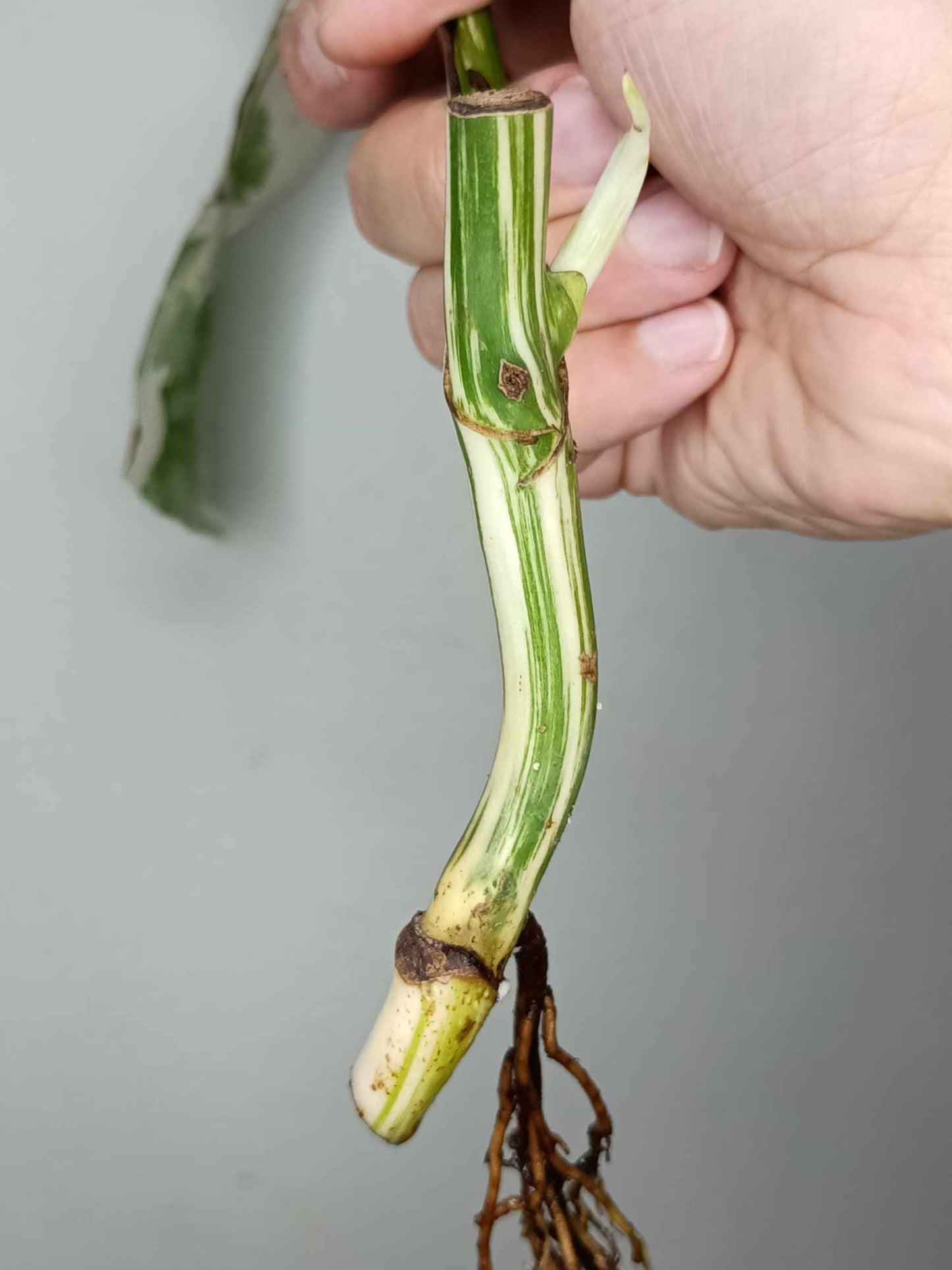 Monstera Albo Rooted Cutting 019 Logan Gordon