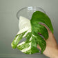 Monstera Albo Rooted Top Cutting 017 Nai Caraballo