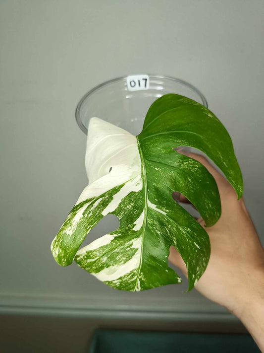 Monstera Albo Rooted Top Cutting 017 Nai Caraballo