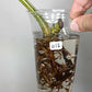 Monstera Albo Rooted Cutting 0012 Crystal Bruce