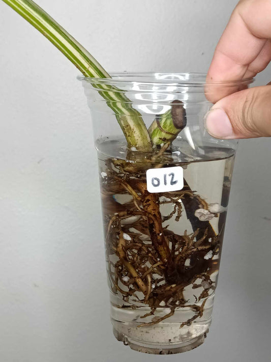 Monstera Albo Rooted Cutting 0012 Crystal Bruce