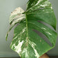 Monstera Albo Rooted Cutting 0012 Crystal Bruce