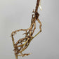 Monstera Albo Rooted Cutting 004 Danielle Price