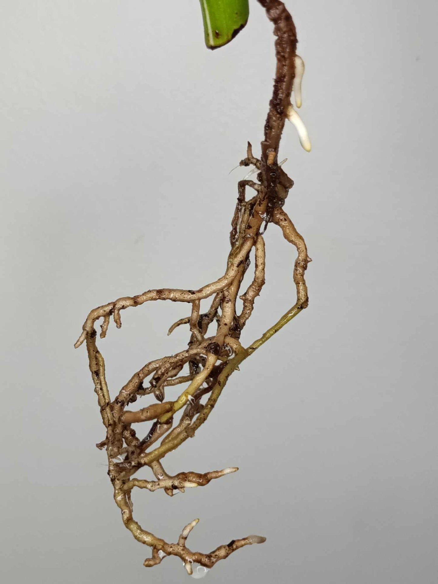 Monstera Albo Rooted Cutting 004 Danielle Price