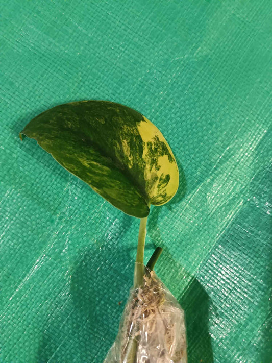 (2)Jade Satin, Philodendron Orange Princess reserved for Samantha Obitz