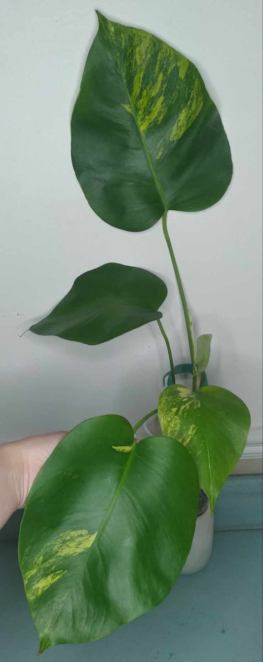 Monstera Aurea-Auction Winner-Emma Campbell