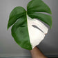 Monstera Albo Rooted Cutting 007 Anna Creazzo-Gray
