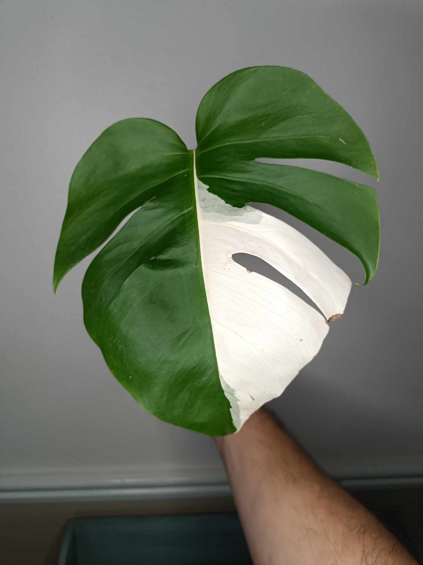 Monstera Albo Rooted Cutting 007 Anna Creazzo-Gray