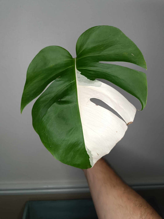 Monstera Albo Rooted Cutting 007 Anna Creazzo-Gray