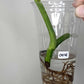 Monstera Albo Rooted Cutting 004 Danielle Price