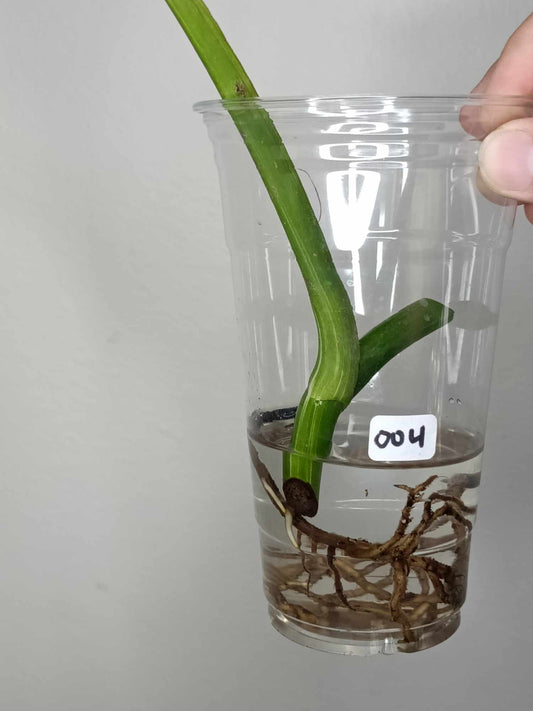 Monstera Albo Rooted Cutting 004 Danielle Price
