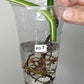 Monstera Albo Rooted Cutting 007 Anna Creazzo-Gray