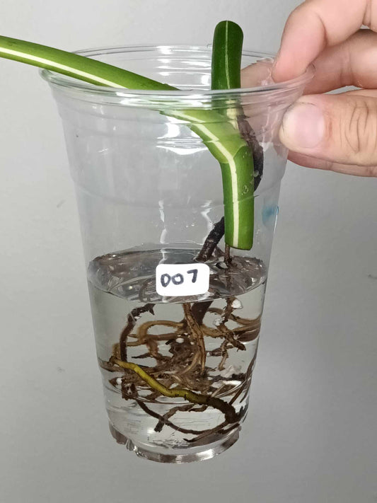 Monstera Albo Rooted Cutting 007 Anna Creazzo-Gray