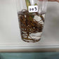 Monstera Albo Rooted Cutting 003 Kristin Molinaro