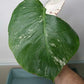 Monstera Albo Rooted Cutting 003 Kristin Molinaro