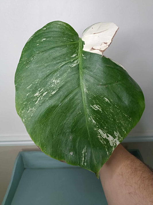 Monstera Albo Rooted Cutting 003 Kristin Molinaro