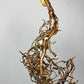 Monstera Albo Rooted Cutting 019 Logan Gordon