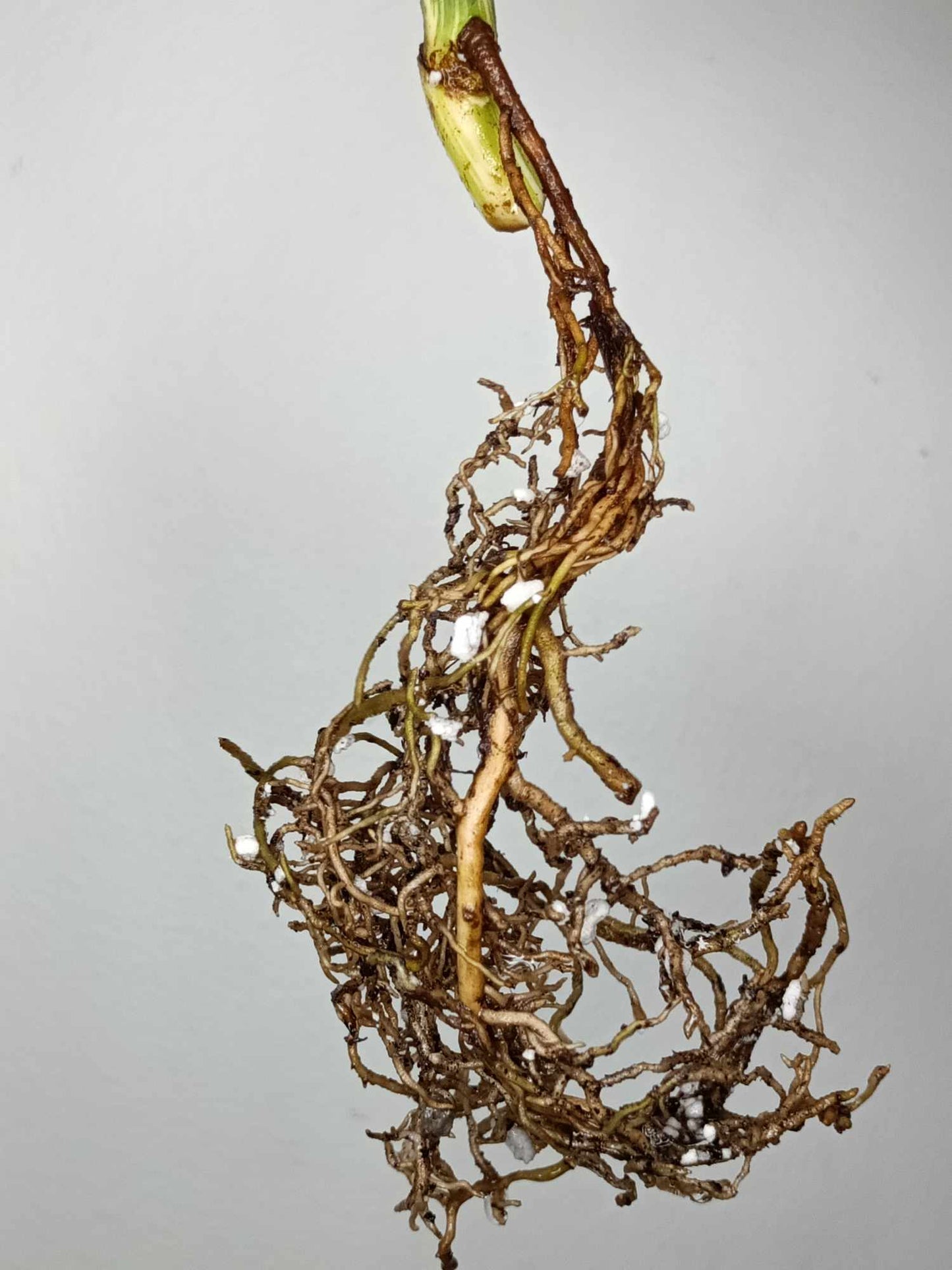 Monstera Albo Rooted Cutting 019 Logan Gordon