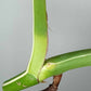 Monstera Albo Rooted Cutting 007 Anna Creazzo-Gray