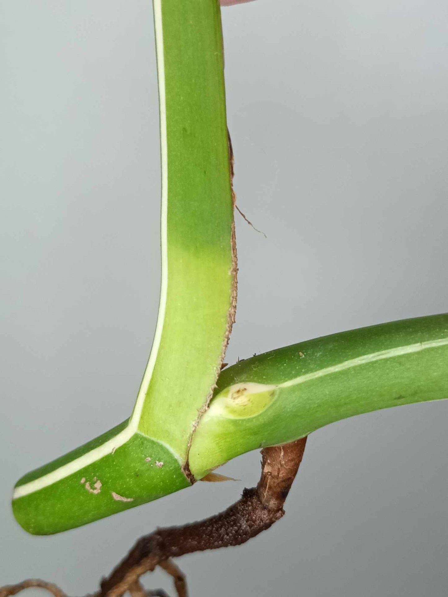 Monstera Albo Rooted Cutting 007 Anna Creazzo-Gray