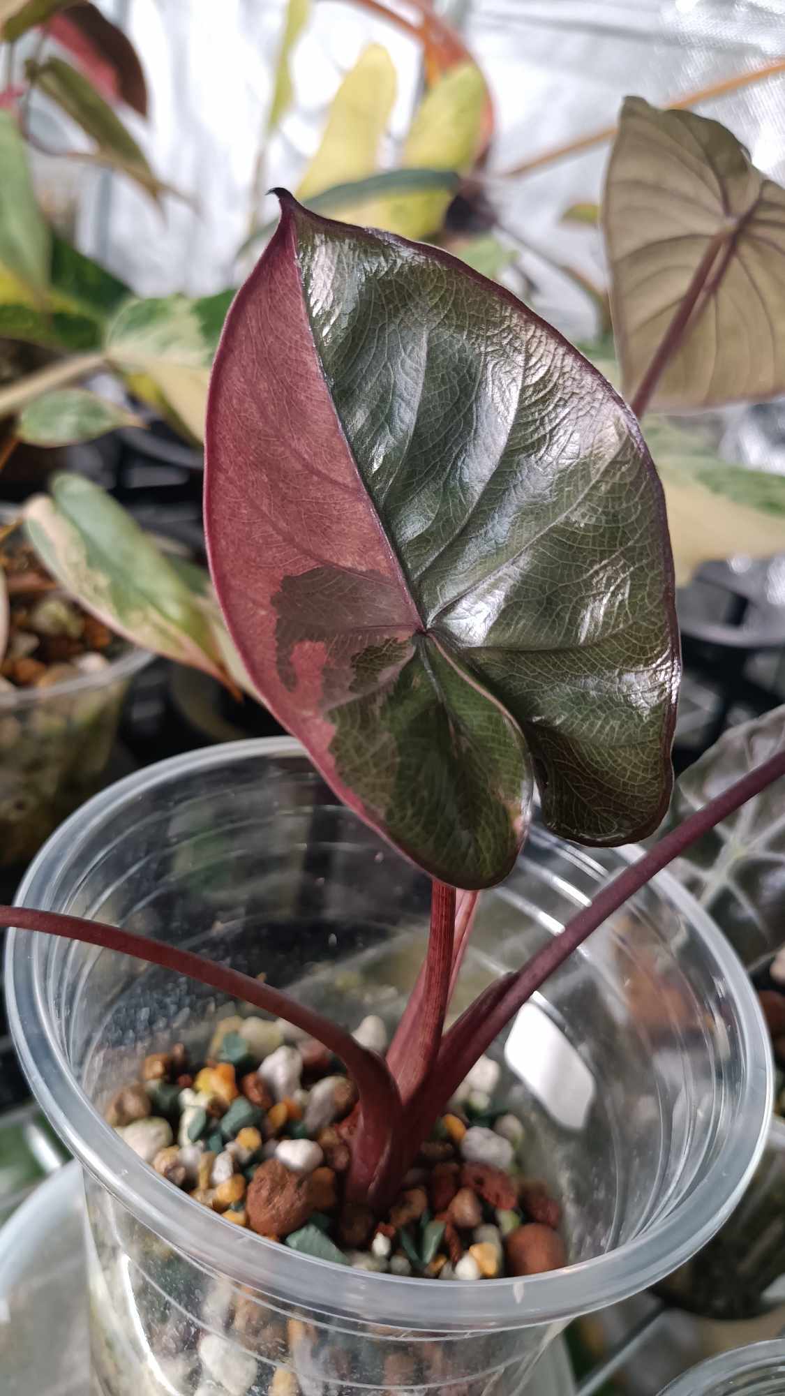 Alocasia Serendipity-Reserved Kristin Rachinski