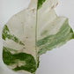 Monstera Albo T16