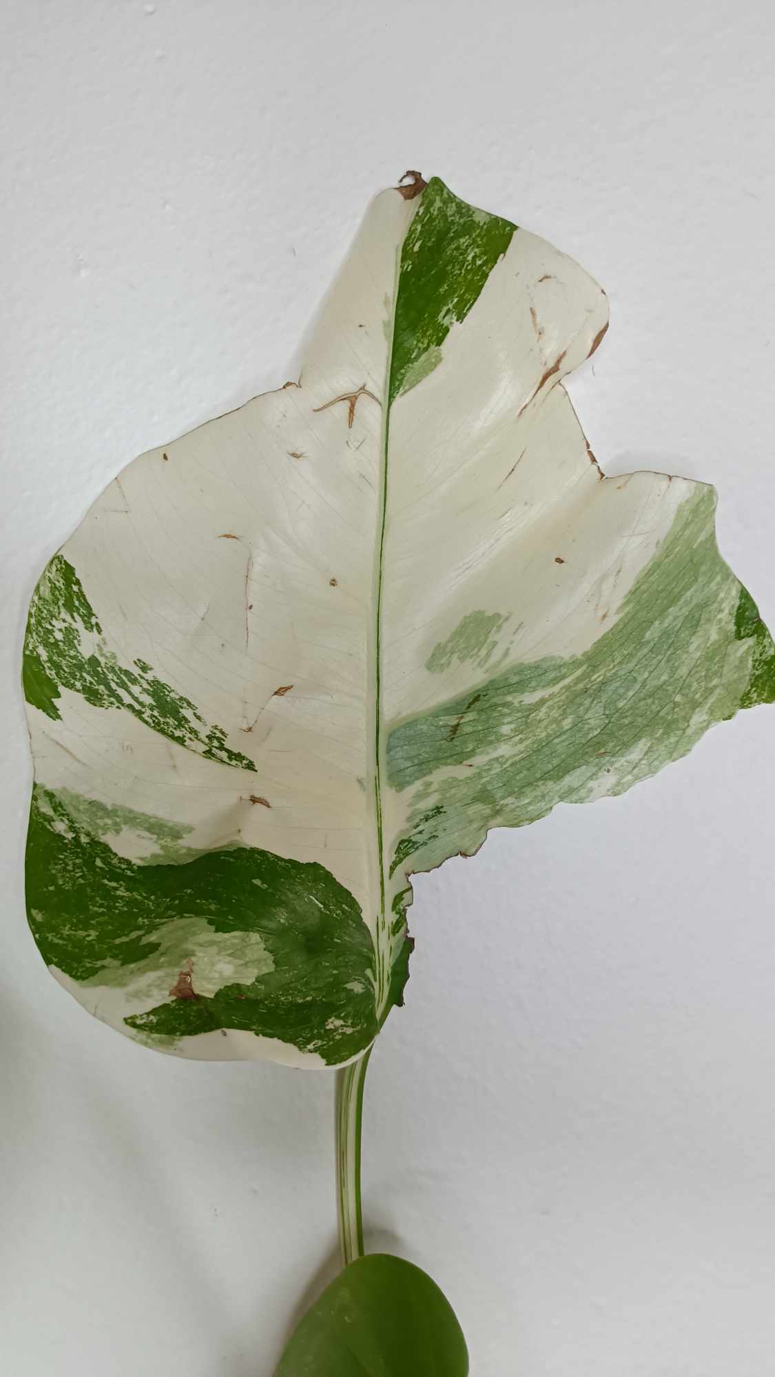 Monstera Albo T16